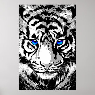Poster Cabeça de Tigre Branco Siberiana - Olhos Azuis Po