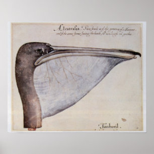 Pôster Cabeça de um pelicano de Brown