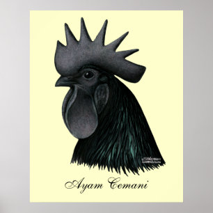 Pôster Cabeça do galo de Ayam Cemani