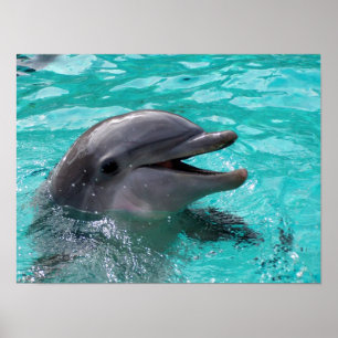 Poster Cabeça do golfinho na água de água-marinha