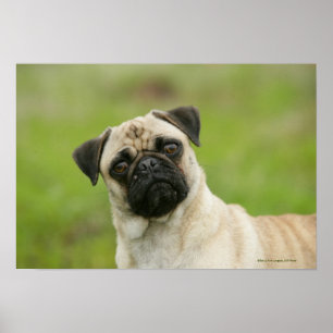 Poster Cabeça do Pug armada olhando a câmera