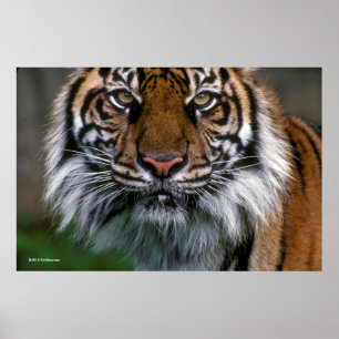 Poster Cabeça e cara do tigre