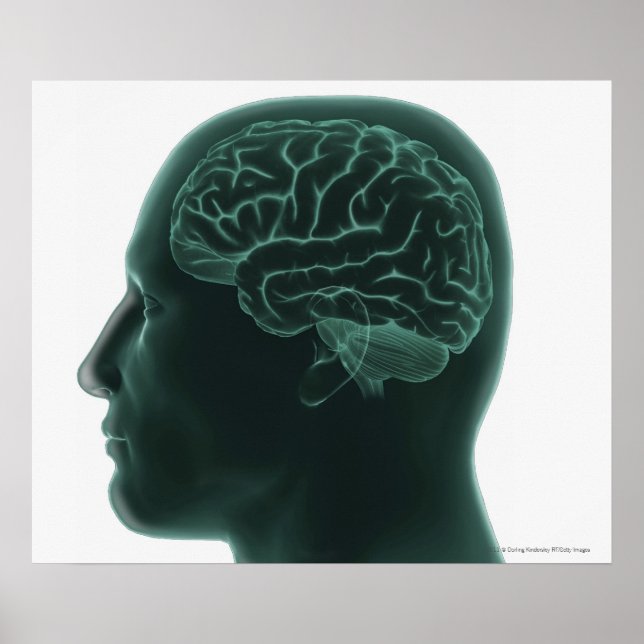 Pôster Cabeça humana em perfil mostrando o cérebro (Frente)