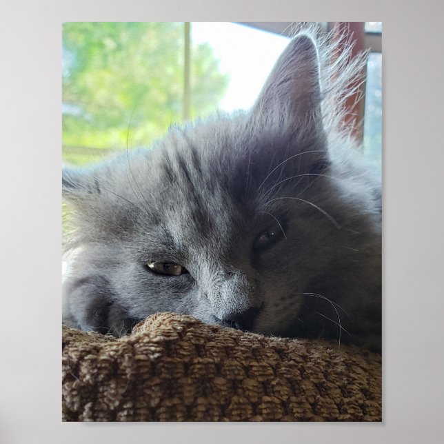 Poster Cabelo Longo, Gato de Nebelung Blue Russo (Frente)