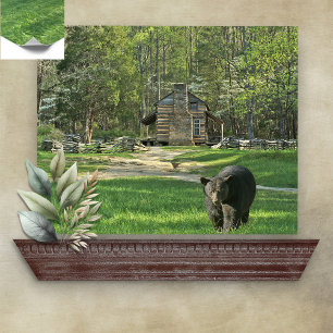 Poster Cabine do urso preto de John Oliver