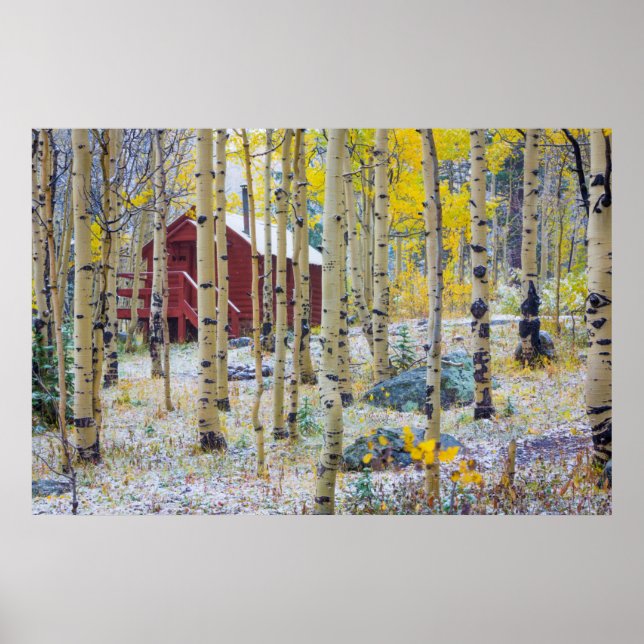 Pôster Cabine solitária Grand Mesa numa floresta (Frente)