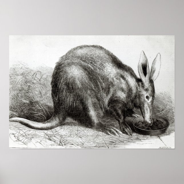 Pôster Cabo Ant-Eater (Frente)