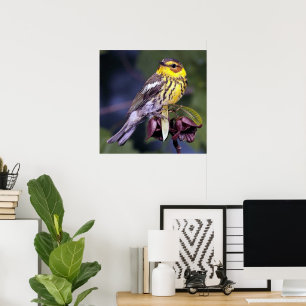 Pôster Cabo May Warbler Bird Lovers