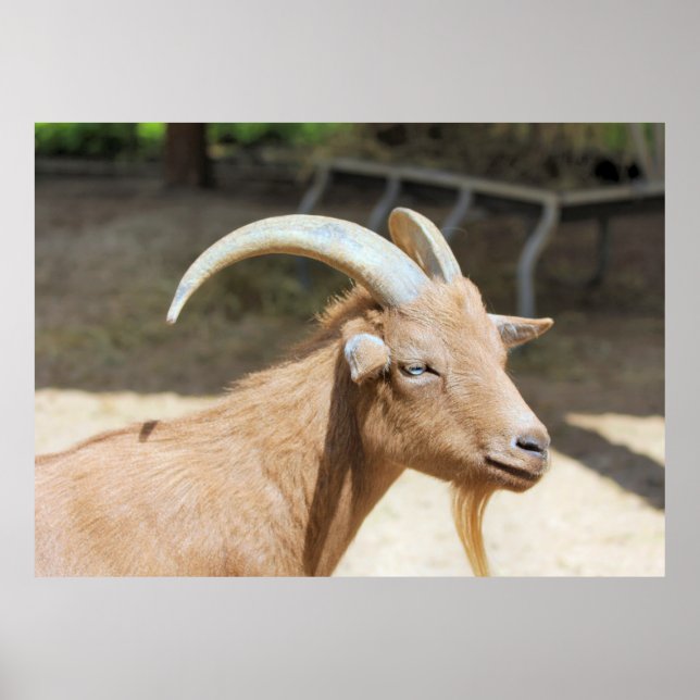 Poster Cabra (Frente)