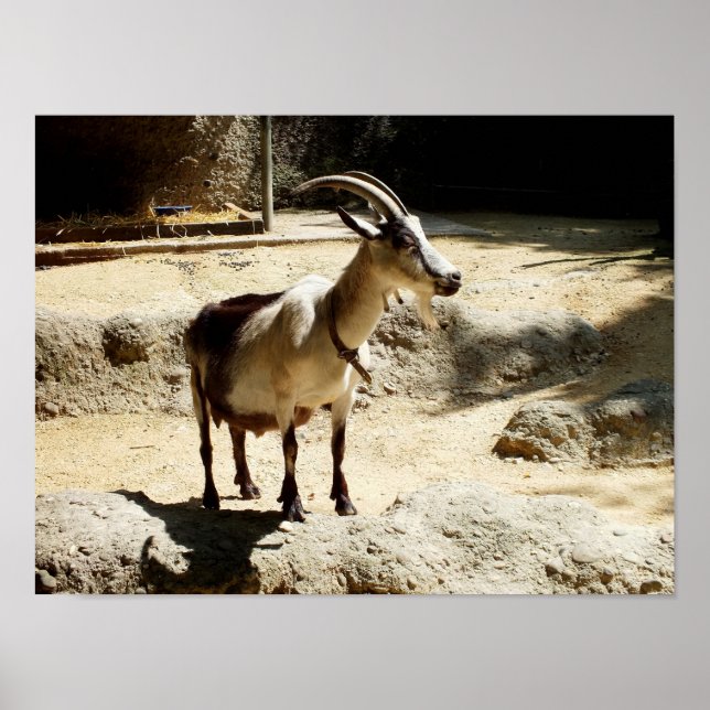 Poster Cabra (Frente)