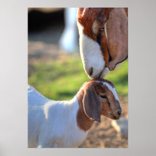 Poster Cabra & bebê da mãe