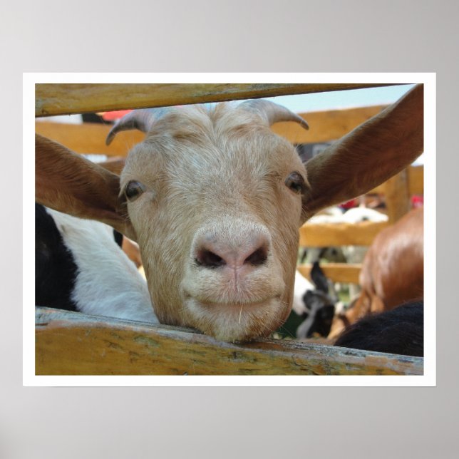 Pôster Cabra Bonita Amiga (Frente)