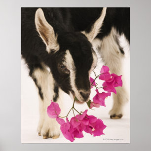 Pôster Cabra britânica domesticada (puto). Preto