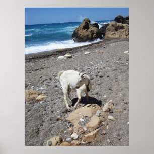 Poster Cabra na Praia