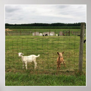 Poster Cabras em uma fazenda