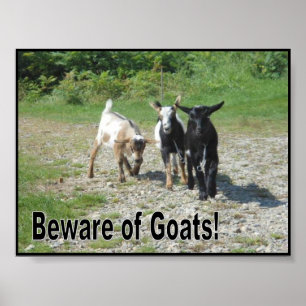 Poster Cabras nigerianas resistentes do anão