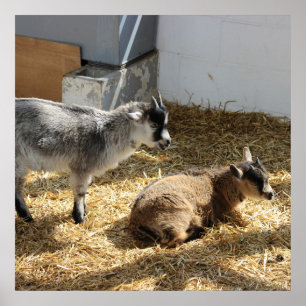 Poster Cabras que Sunbathing