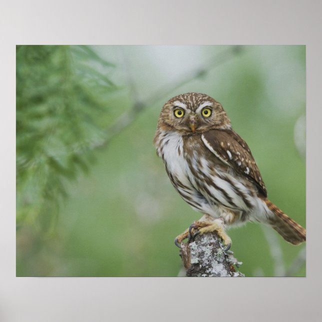 Pôster Caburé-ferruginoso, Glaucidium brasilianum, 3 (Frente)