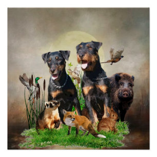 Pôster Caça alemã Terrier (Jagdterrier)