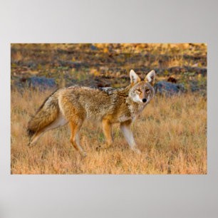 Pôster Caça ao Coyote (Canis Latrans)