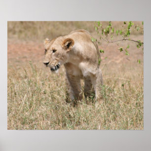 Pôster caça ao leão