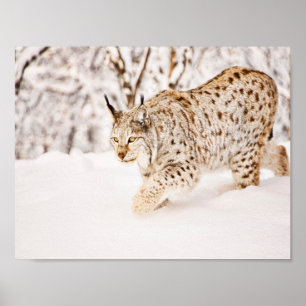 Poster Caça ao lince na neve