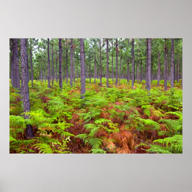 Pôster Caça Comum (Pteridium Aquilinum) (Frente)