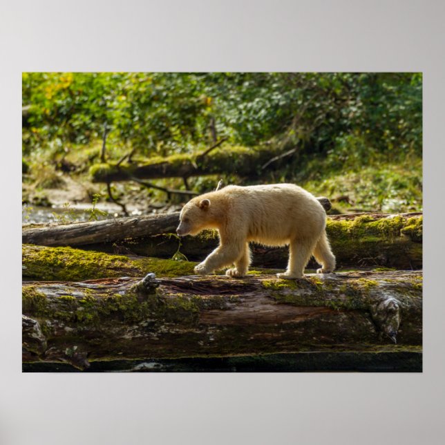 Poster Caçadas do Urso Espírito Branco (Frente)