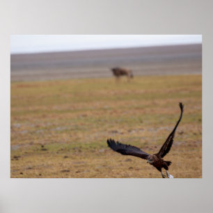 Poster Caçador em Crise - Raptor Africano em Voo