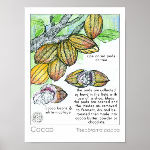 Poster Cacao Cacao Cacau - Bean Chocolate Herb