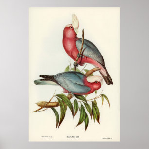 Poster Cacatua de peito rosa