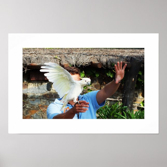 Poster Cacatua exibindo uma asa (Frente)