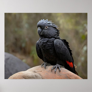 Poster Cacatua-preta