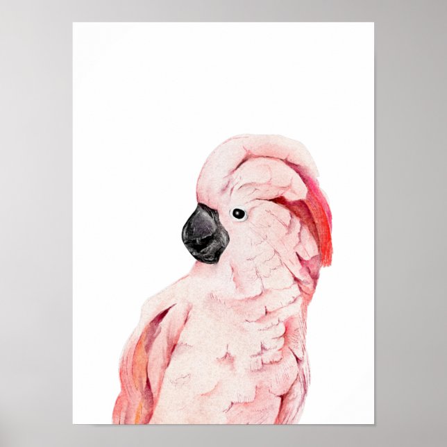 Poster Cacatua Rosa Aquarela Moluccano (Frente)