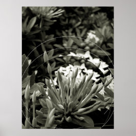 Poster CAcho de Botões