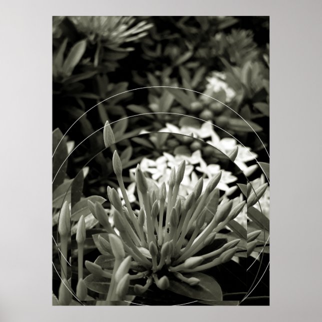 Poster CAcho de Botões (Frente)