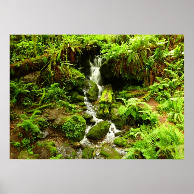 Pôster Cachoeira Trillium no Parque Nacional Redwood (Frente)