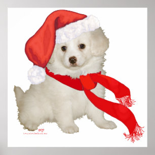 Pôster Cachorrinho Poodle / Bichon Misturado de Papai Noe
