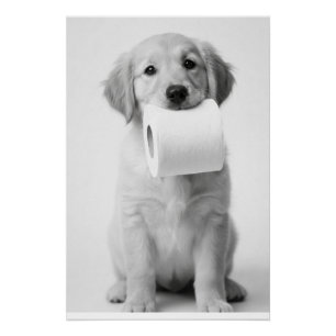 Pôster Cachorrinho Retriever Dourado Minimalista Rolo de 