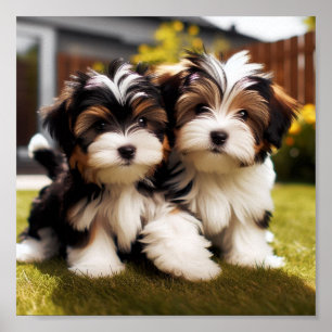 Poster cachorrinhos de Borrewer Terrier bonitos