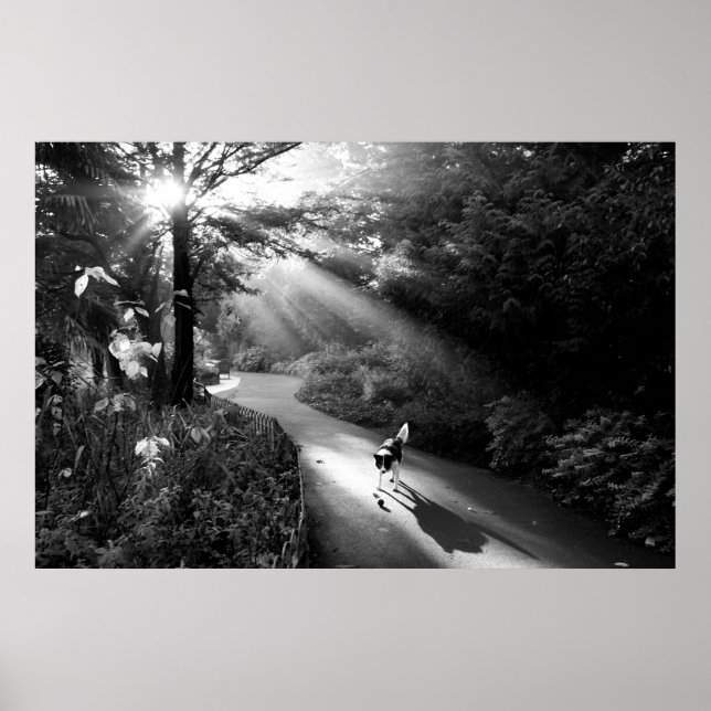 Poster Cachorro à luz do sol da manhã (Frente)