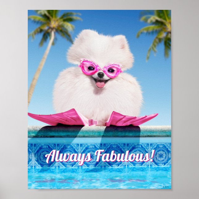 Poster Cachorro Ao Lado De Pólvora (Frente)