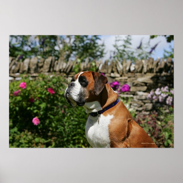 Poster Cachorro-Boxer nas Flores (Frente)