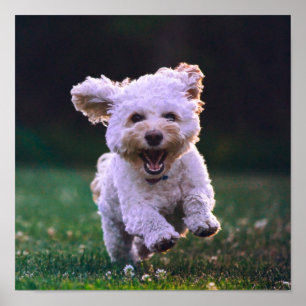 Poster Cachorro Branco Corredor