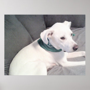 Poster Cachorro Branco Fofo Adorável Usando Cachecol Verd