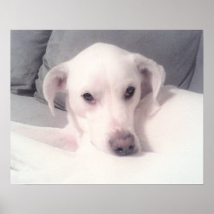 Poster Cachorro Branco Fofo Mistura de Labrador Sentado n