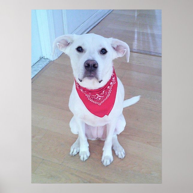 Poster Cachorro Branco Fofo Vestindo Cachecol Vermelho Co (Frente)