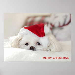 Poster Cachorro Branco giro em chapéu vermelho de Natal