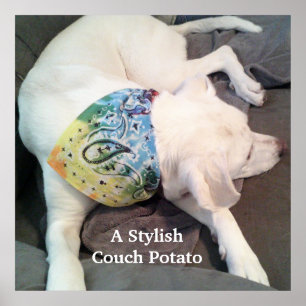 Poster Cachorro Branco Na moda, Cachorro Branco, Vestido 