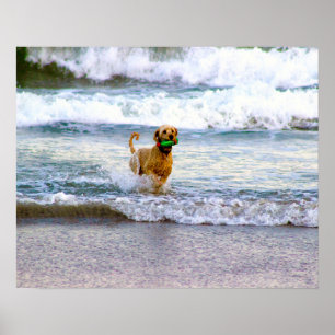 Poster Cachorro brincando no oceano